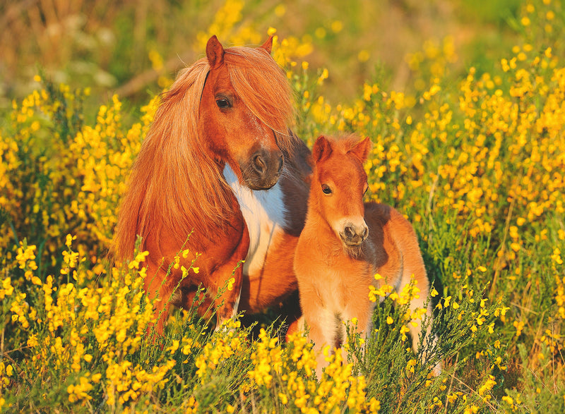 Shetland Pony 100 XXL Piece Jigsaw Puzzle