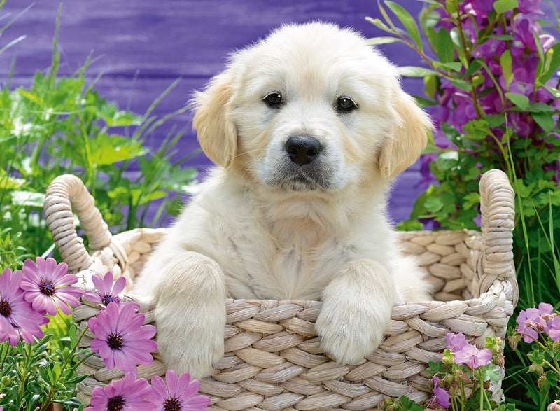 Sweet Golden Retriever 500 piece Jigsaw Puzzle